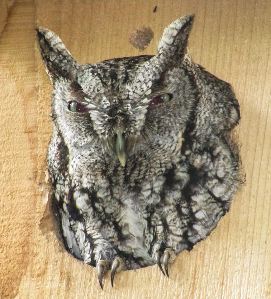 Photo Screech owl in Owl Box